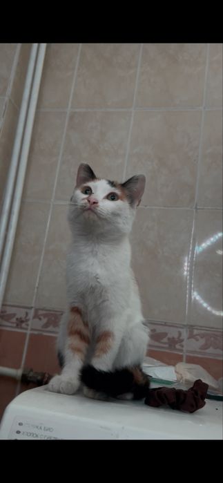 котенок девочка трехцветная