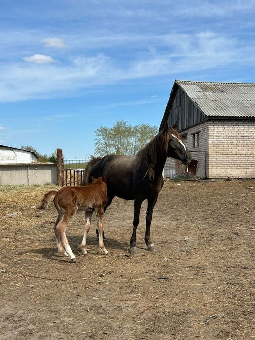 Продам кобылу с жеребенком