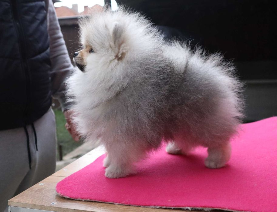 Миниатюрно момиченце померан с родословие FCI