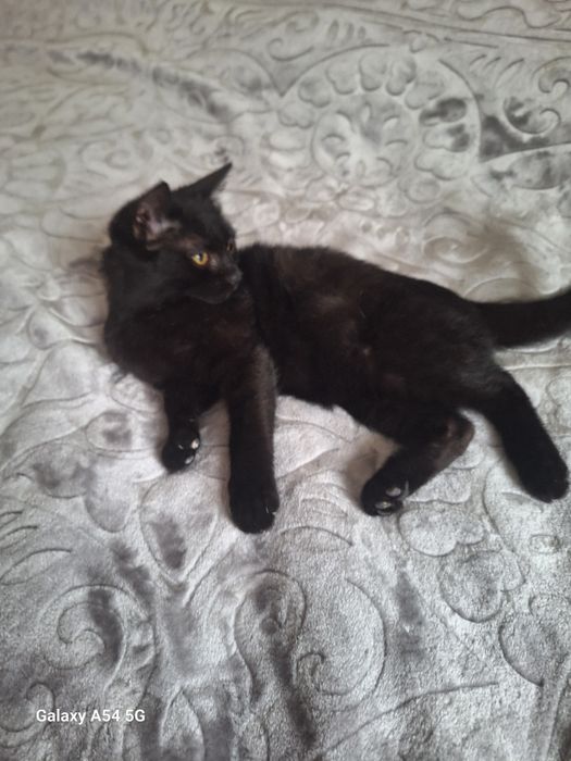 Отдам котёнка (мальчик)