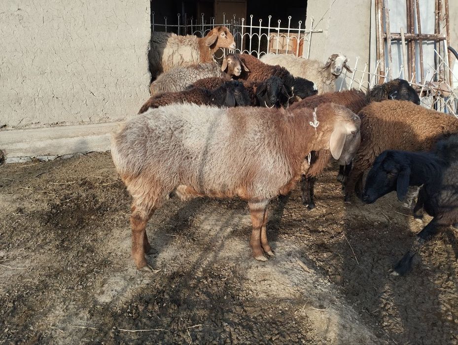 1 yosh quchqor sotiladi