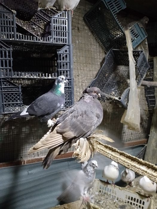 kabutar sotiladi uchta maila bita dvuhchubi ikhta chubati