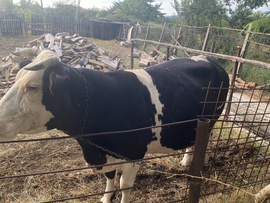 Vaca holstein de vanzare!