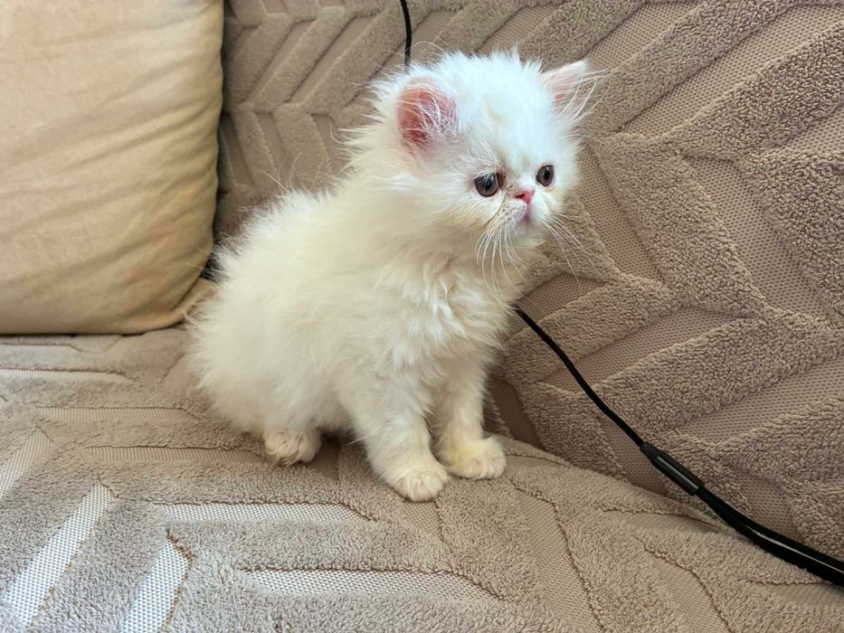 Персийски котенца