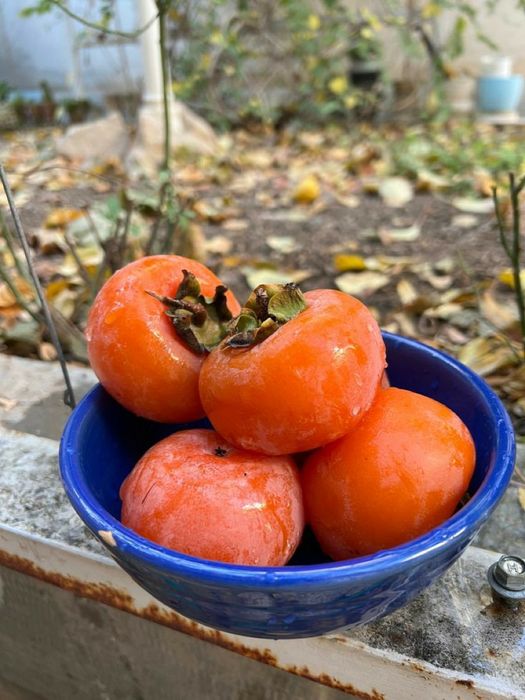 Kaki (Toate Soiurile )