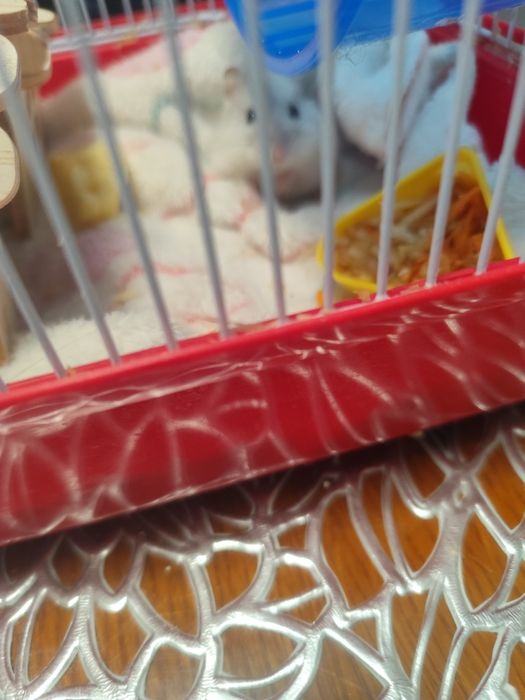Vând Hamster cu cuscă si accesori