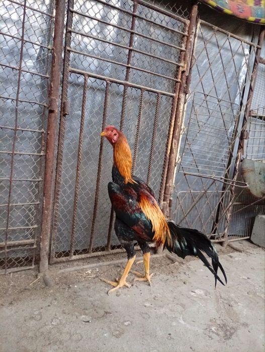 Жужа хуроз сотилади