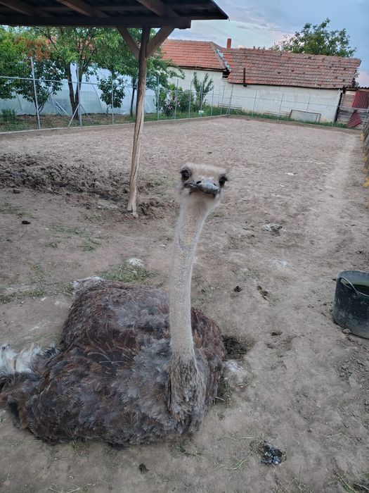 De vânzare o femelă!