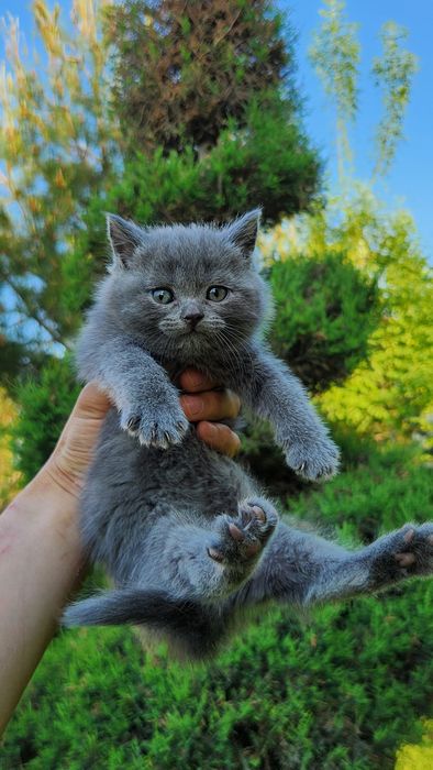 Кошка Скоттиш страйт