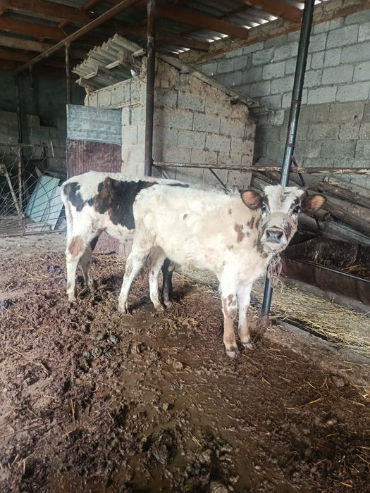 Буқалар сатылады