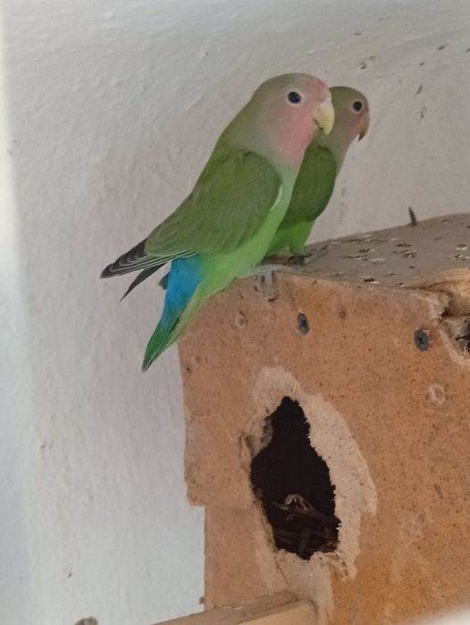 Sariqlar ishlagan qolgani tayyor