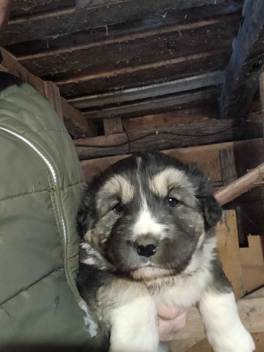 Ciobănesc de bucovina