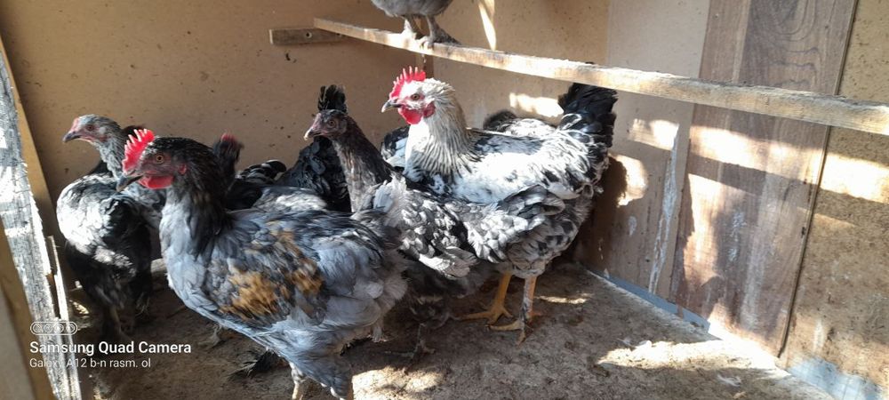 Yosh ona bilan jinsiy aloqa video