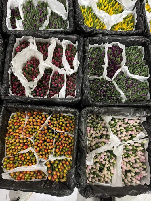 Тюльпаны Голландские оптом