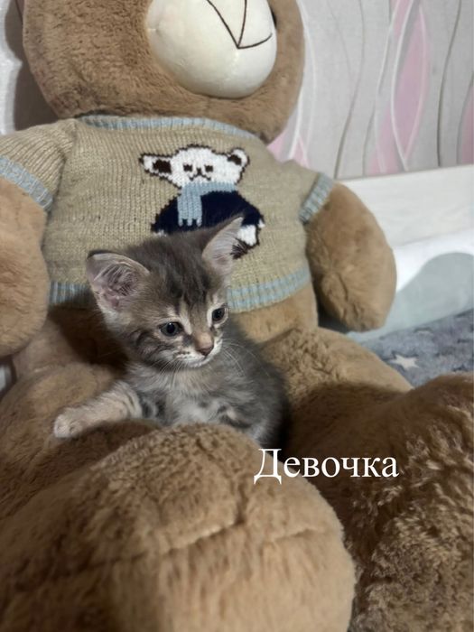Котята мальчики 1,5 месяца и девочка.