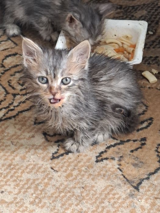 Отдам котят в добрые руки.