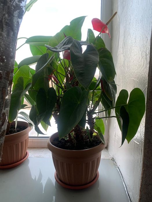 Цветы , мужское счастье