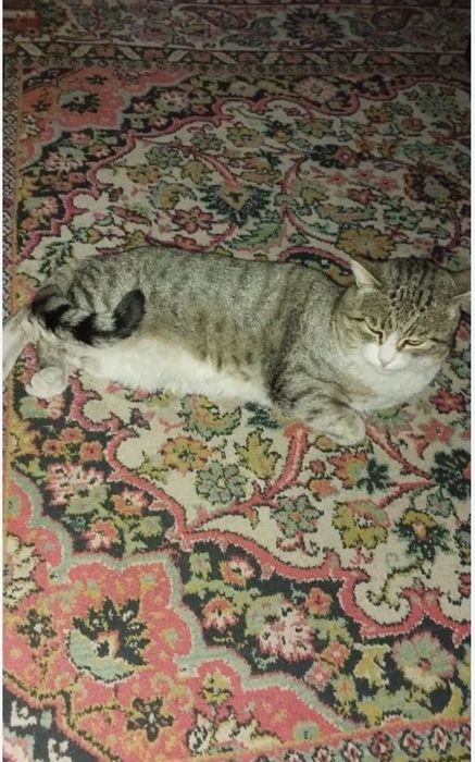 Пропал кот полосатый серого цвета