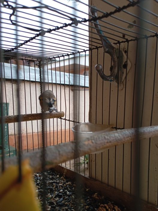 Сава сотилади йахши