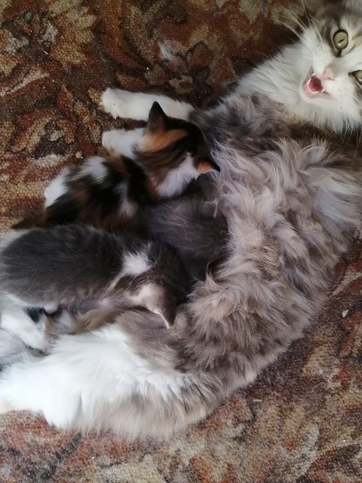 Котята в добрые руки