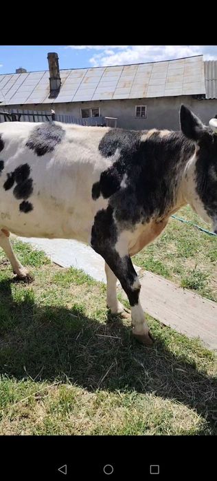 Vând vaca gestanta în 7 luni jumate