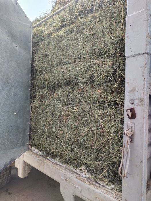 Сено шоп жонышка