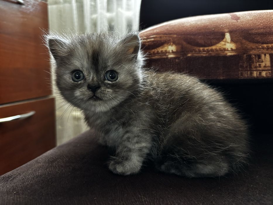 Продам котят, шотландские.