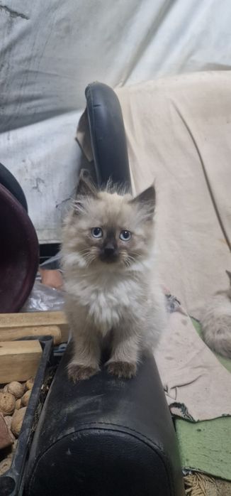 Отдам красивых котят.