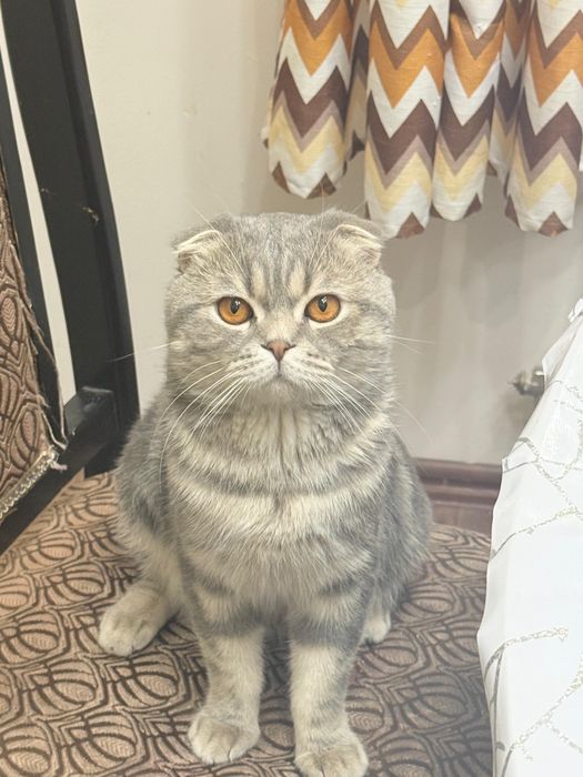 Шотландский кот, послушный