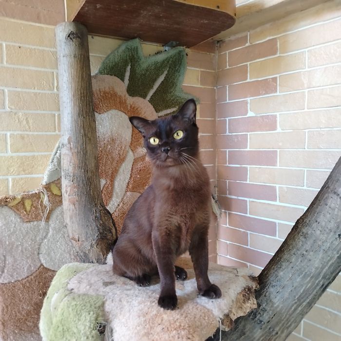 Бурманские котята