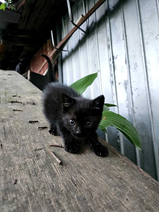 Pisoi spre adoptie