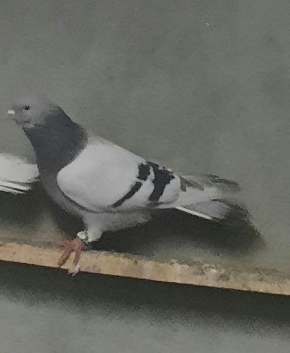 Птица голуби летний