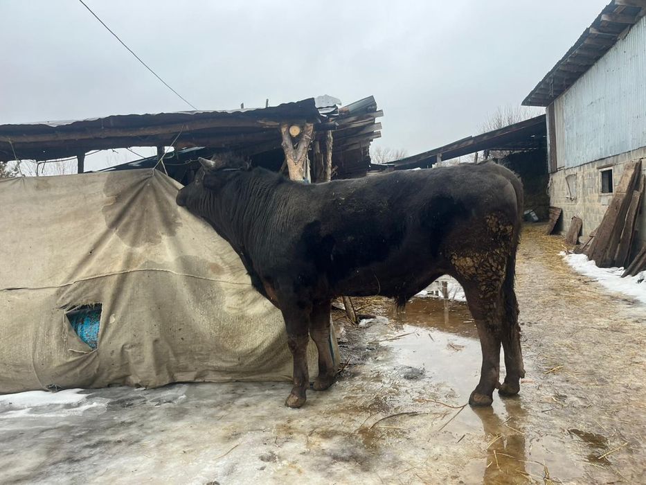 Продам Алатау быка