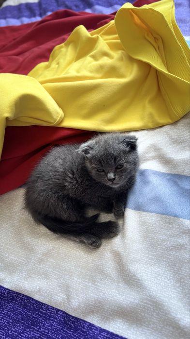 ВеслаУхая девочка Ищет дом
