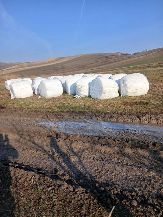 Vand lucerna infoliata calitate foarte buna