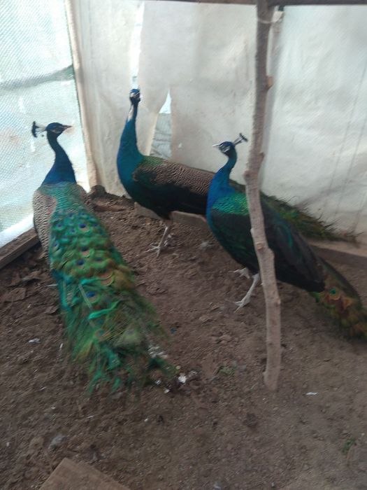 Спешно! Продавам тригодишни пауни два   мъжки и един женски      250 е