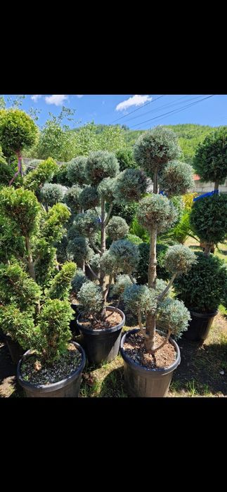 Vând pon pon de diferite culori