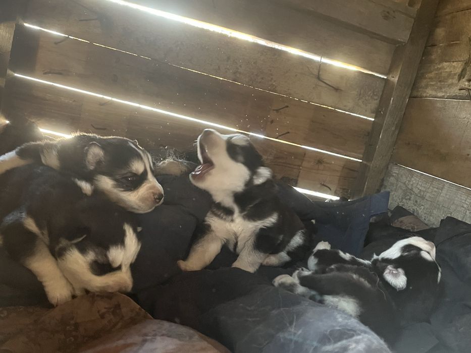 Продам щенков Сибирской хаски