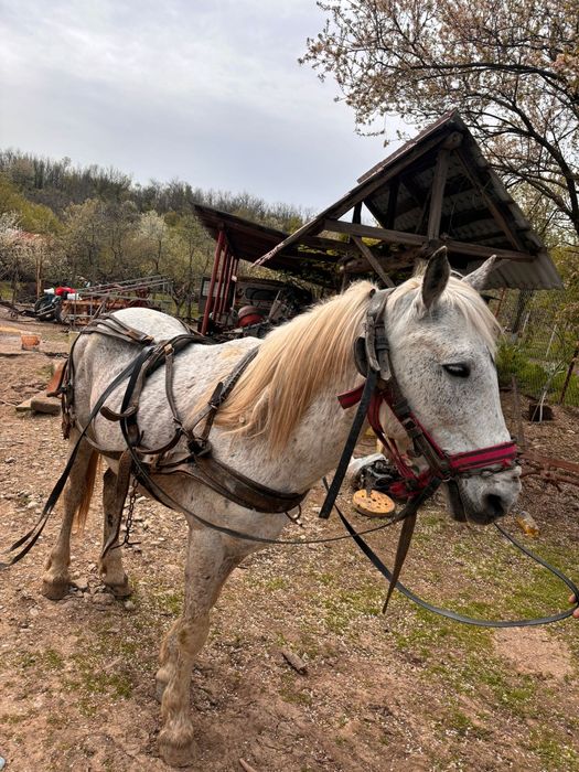 Armăsar de vânzare