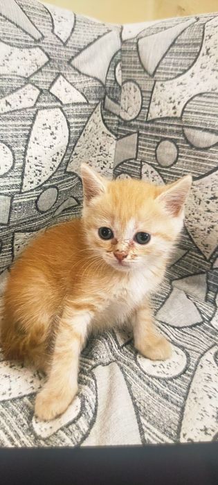 Отдам котят в хорошие руки