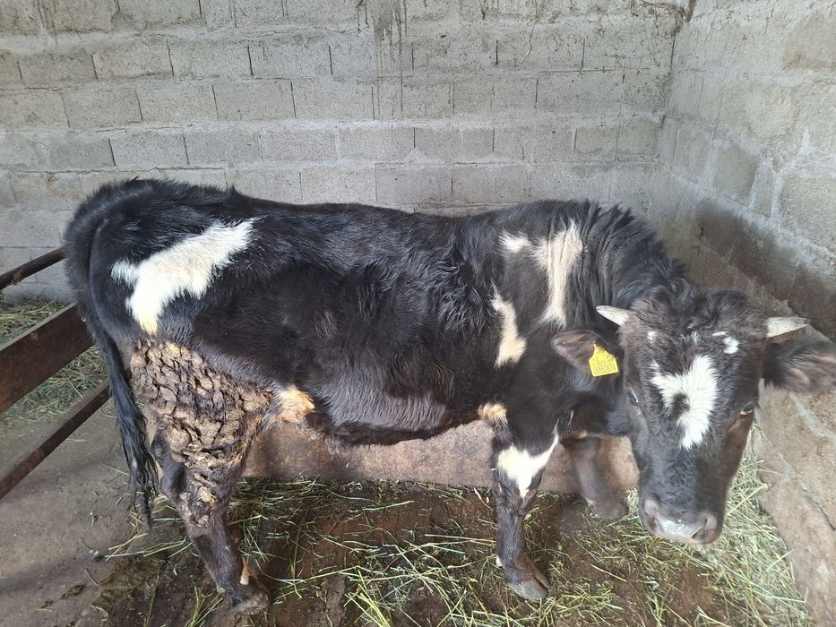 Годовалый бычок 350 000тг