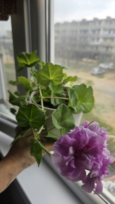 Продам сортовые пеларгонии (герань)