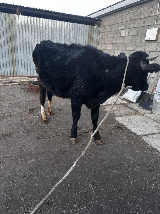 Черно-пестрая чисто кровная