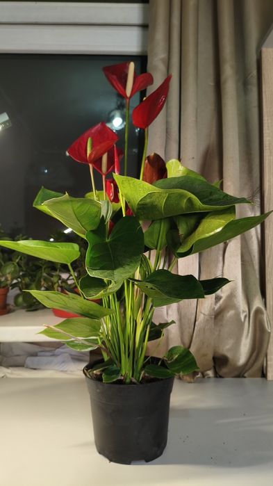 Антуриум Комнатные растения