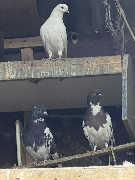 голуби хороший красивые