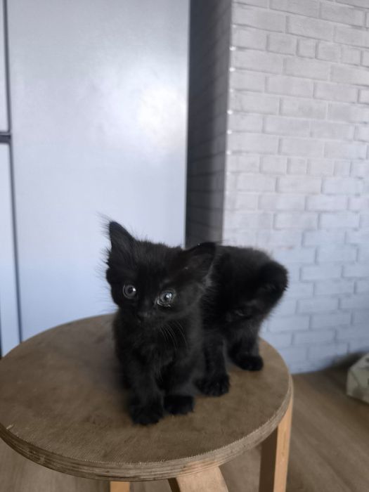 отдам черного котенка мальчика