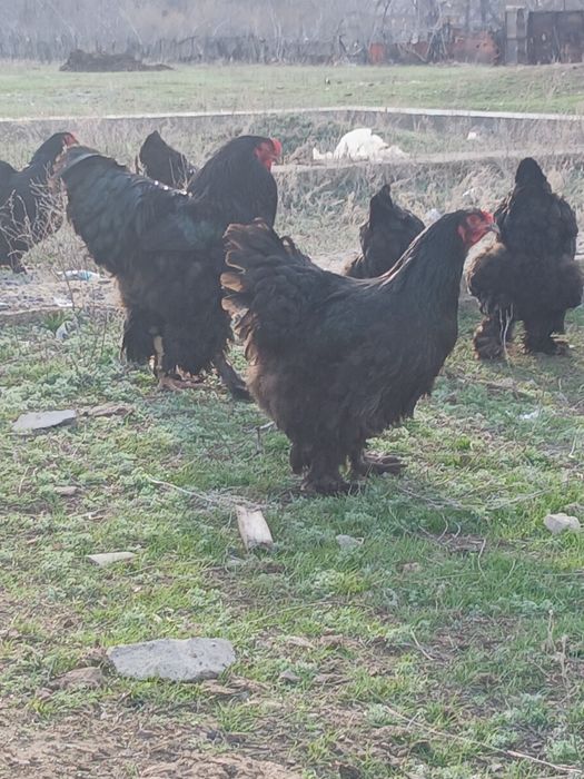 Инкубационное яицо брамы