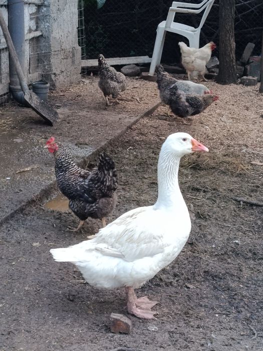 Gâște de vânzare 170 lei bucată 2 gâște și un gâscan