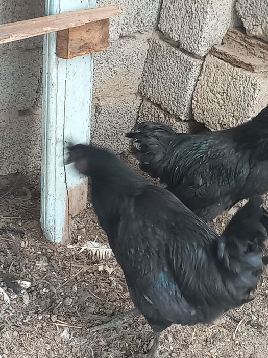 Хурозлар сотилади.