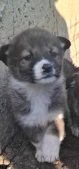 Сладко женско кученце с бяло петънце – търси семейство!